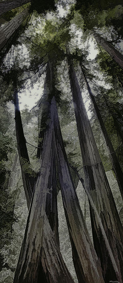 Stand of Redwoods Painting by Frank Lee