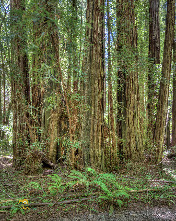 Stand of Redwoods Photograph by Jim Thompson
