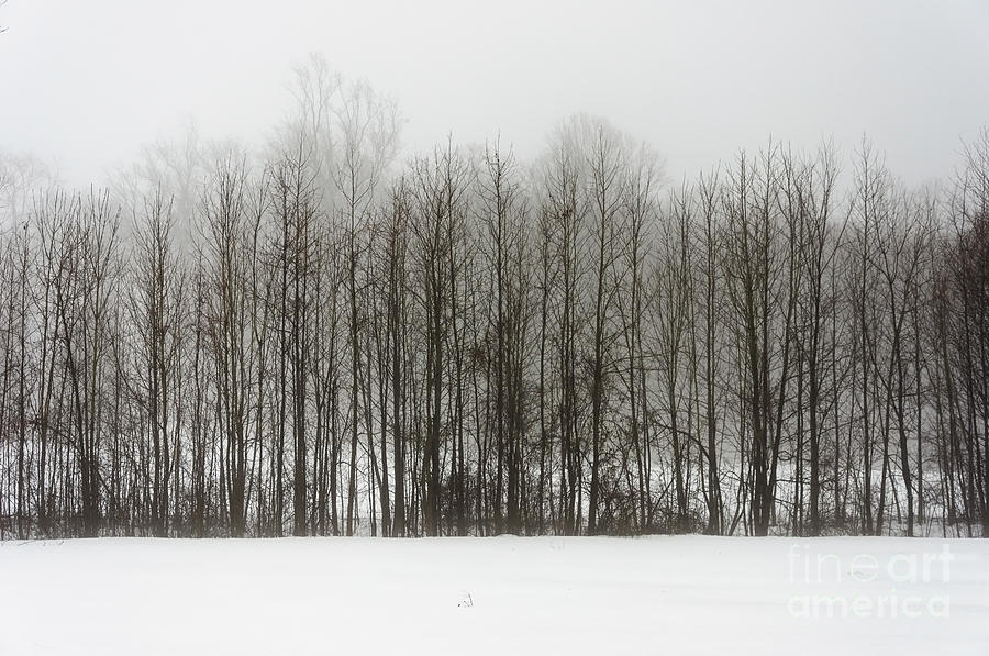 Stand of Trees in Snow and Fog Photograph by Debra Fedchin
