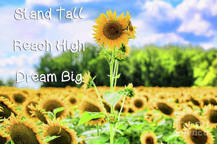 Stand Tall - Reach High - Dream Big Photograph by Diana Raquel Sainz
