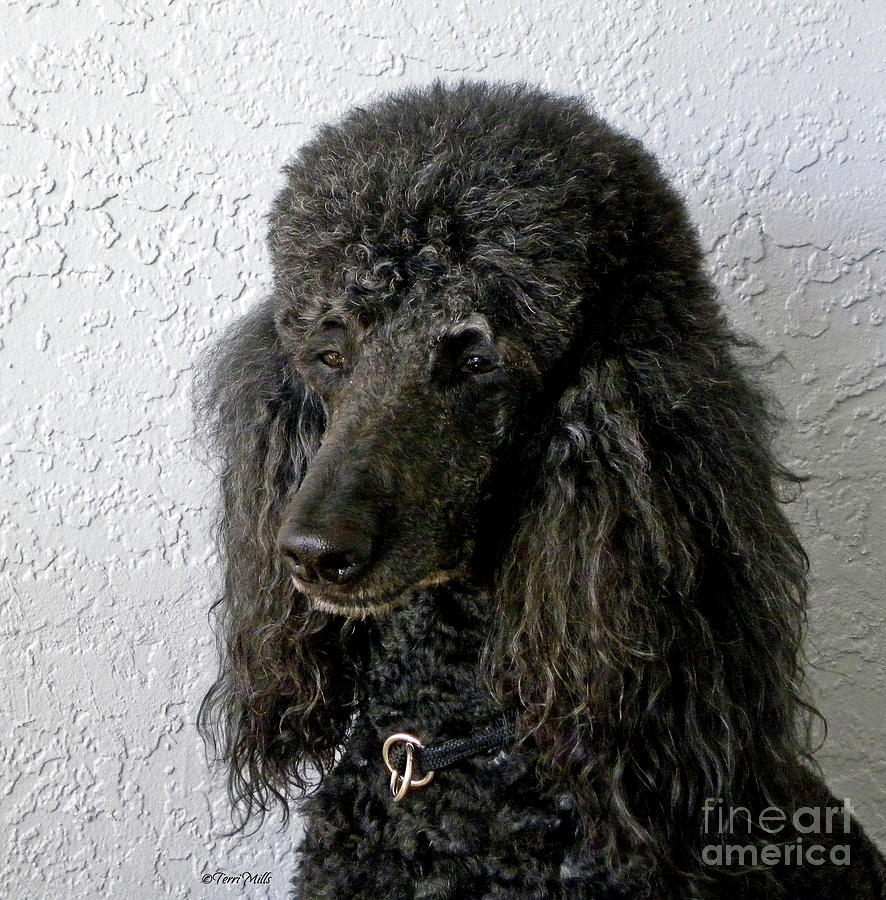 Standard Poodle Photograph by Terri Mills