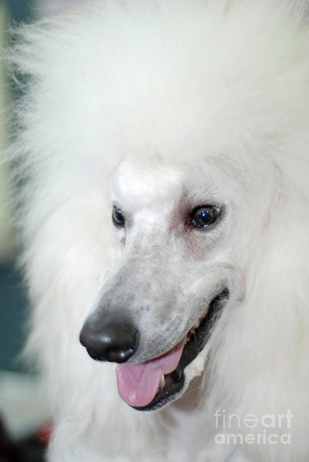 Standard White Poodle  Photograph by Amir Paz