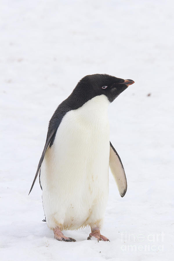 Standing Adelie penguin Photograph by Karen Foley