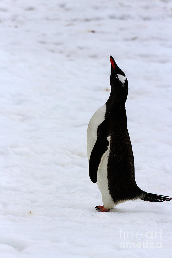 Standing adult gentoo penguin Photograph by Karen Foley