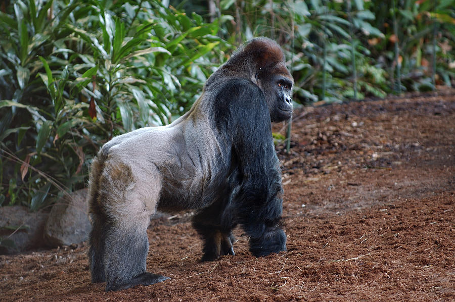 Standing adult Male Gorilla looking back Photograph by Reimar Gaertner ...