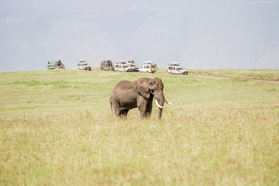 standing African Elephant in Serengeti National Park Photograph by Marek Poplawski