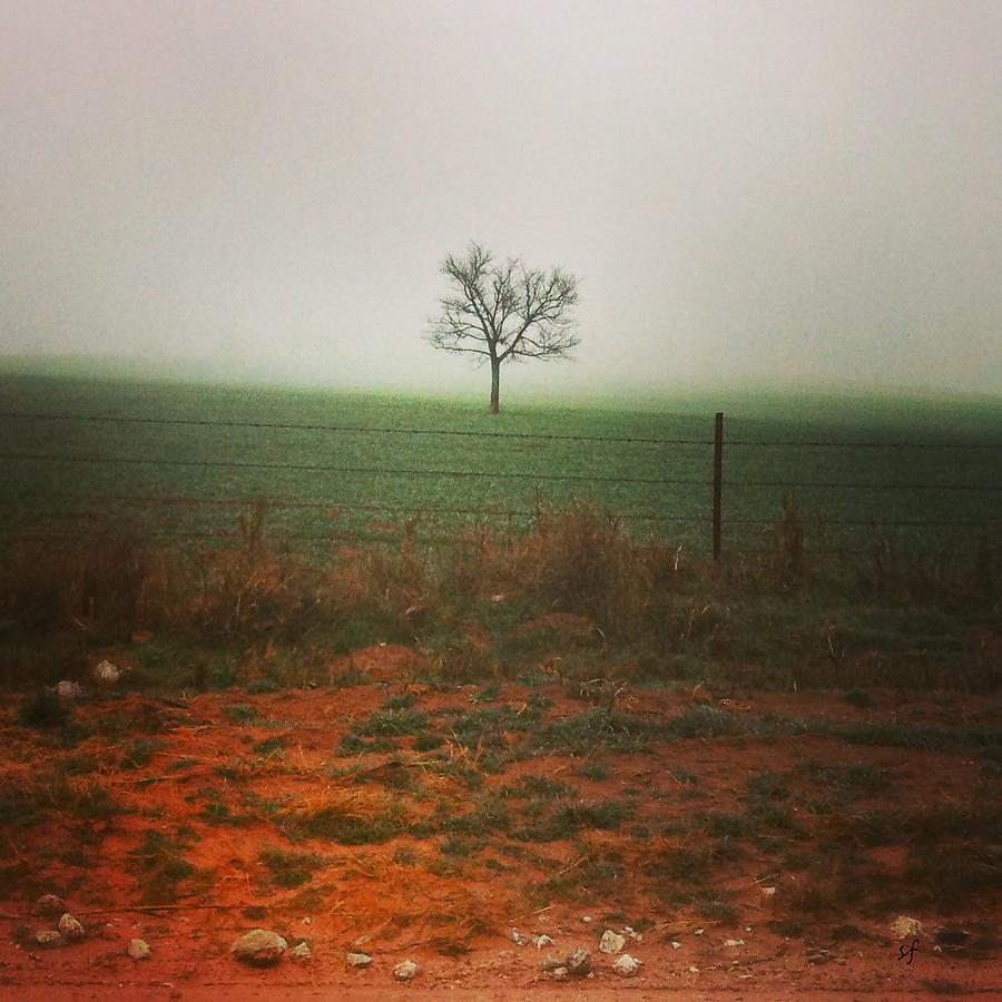 Standing alone, a lone tree in the fog. Photograph by Shelli Fitzpatrick