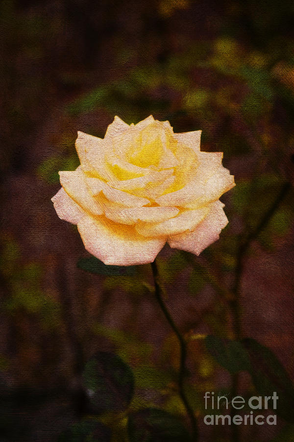 Rose Photograph - Standing Alone by Diane Macdonald