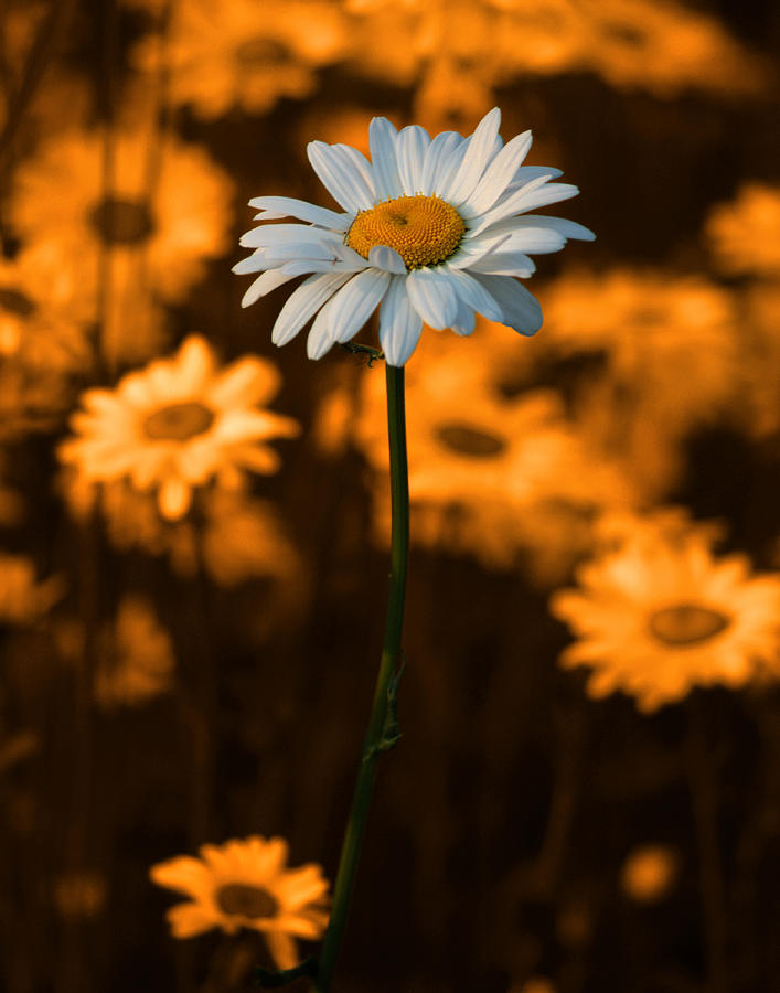 Daisy Photograph - Standing Alone by Linda McRae
