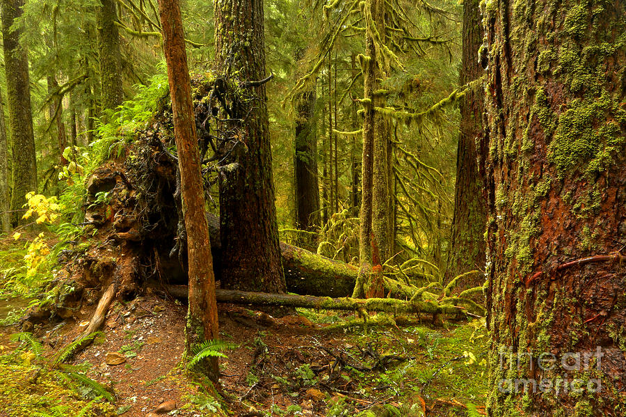 Olympic National Park Photograph - Standing And Fallen by Adam Jewell