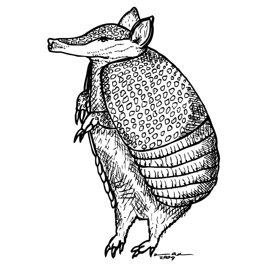 Wildlife Drawing - Standing Armadillo by Karl Addison