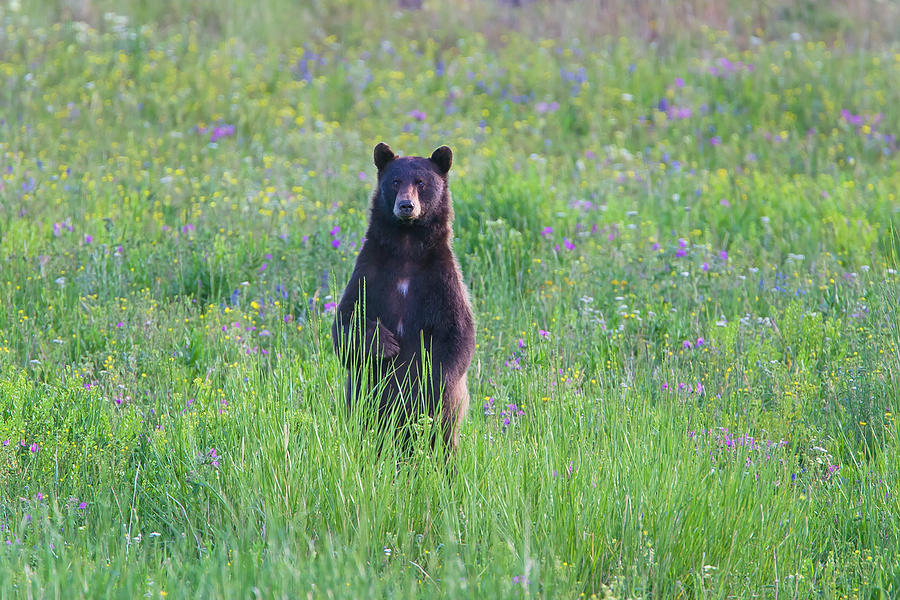 Standing Black Bear Photograph by Mark Miller