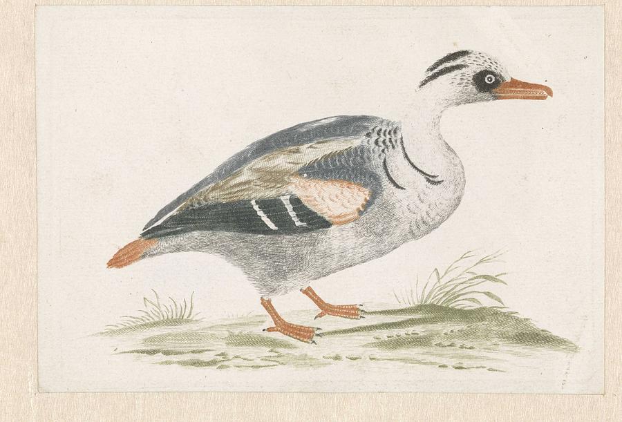 Standing Duck With White Chest To The Right, Anonymous, 1688 - 1698 Painting