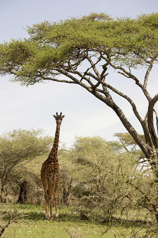 Standing giraffe in Serengeti, Tanzania Photograph by Karen Foley