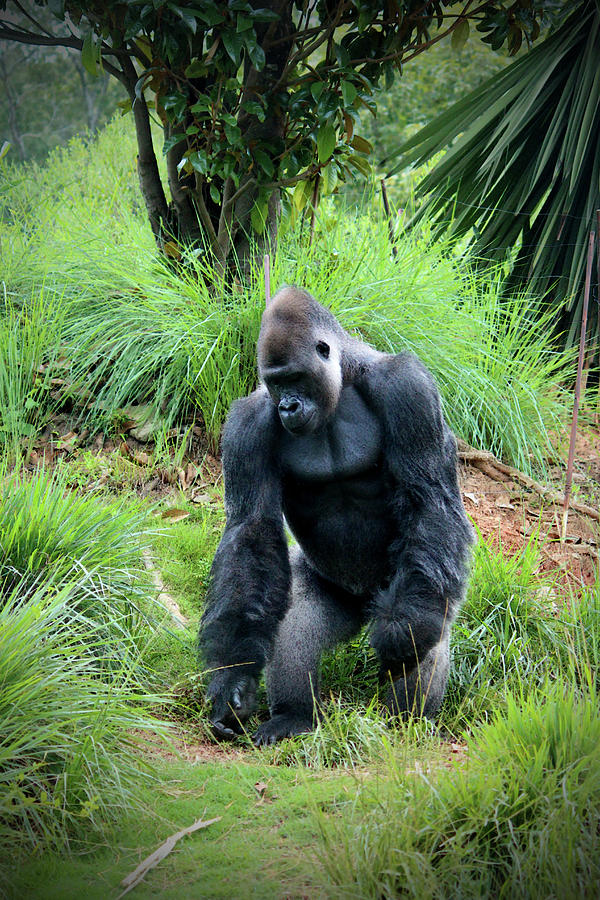 Standing Gorilla Photograph by Cynthia Guinn