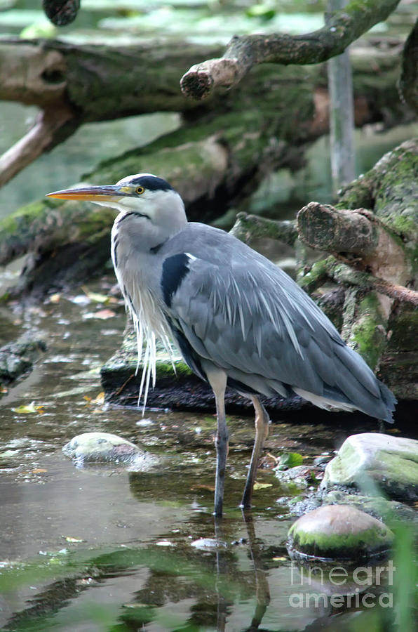 Standing Grey Heron Photograph by Michelle Meenawong