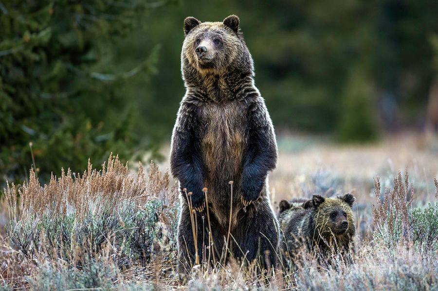 Standing Grizzly Bear Photograph