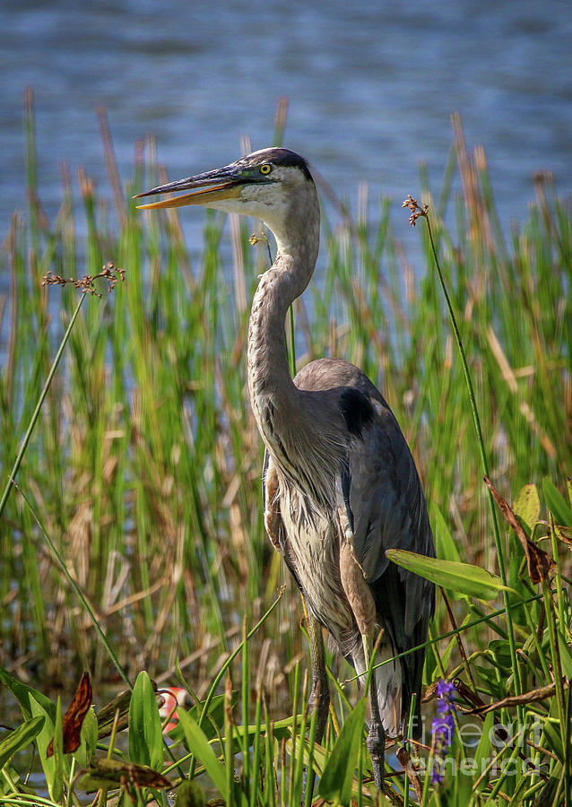 Standing Heron Photograph by Tom Claud