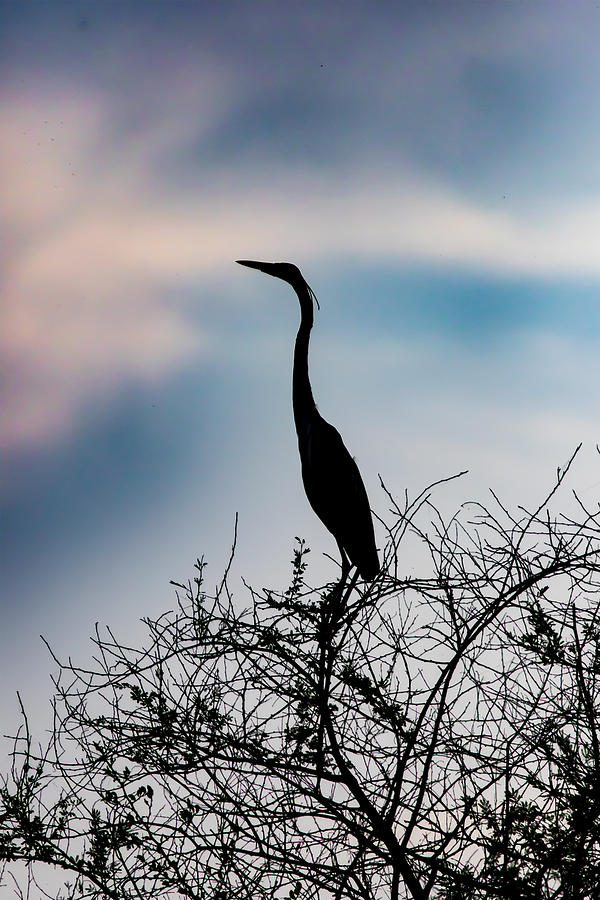 Standing High - Silhouette Photograph by Ramabhadran Thirupattur