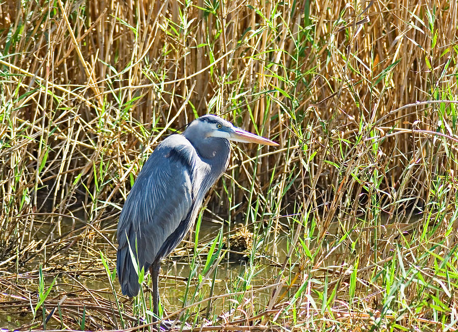 Standing in Marshes Photograph by Robert Brown | Fine Art America