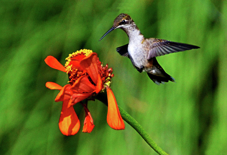 Standing In Motion - Hummingbird In Flight 013 Photograph by George Bostian