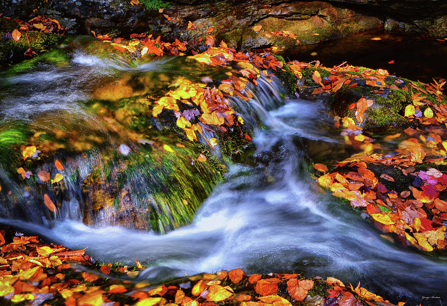 Standing In Motion - Leaves On A Rock 007 Photograph by George Bostian