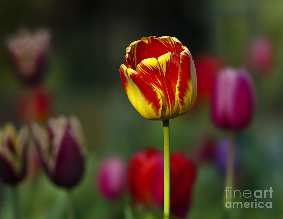 Tulip Photograph - Standing Out in a Crowd  by Bon and Jim Fillpot