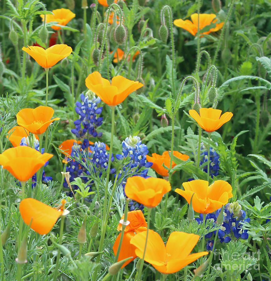 Texas Hill Country Wildflowers Photograph - Standing Ovation by Joe Pratt