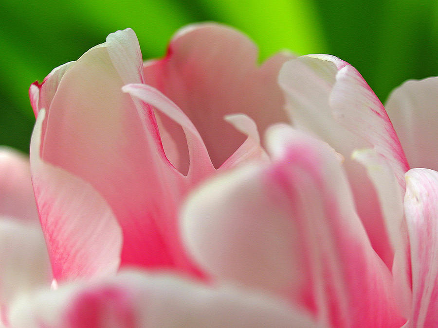 Tulip Photograph - Standing Ovations by Juergen Roth