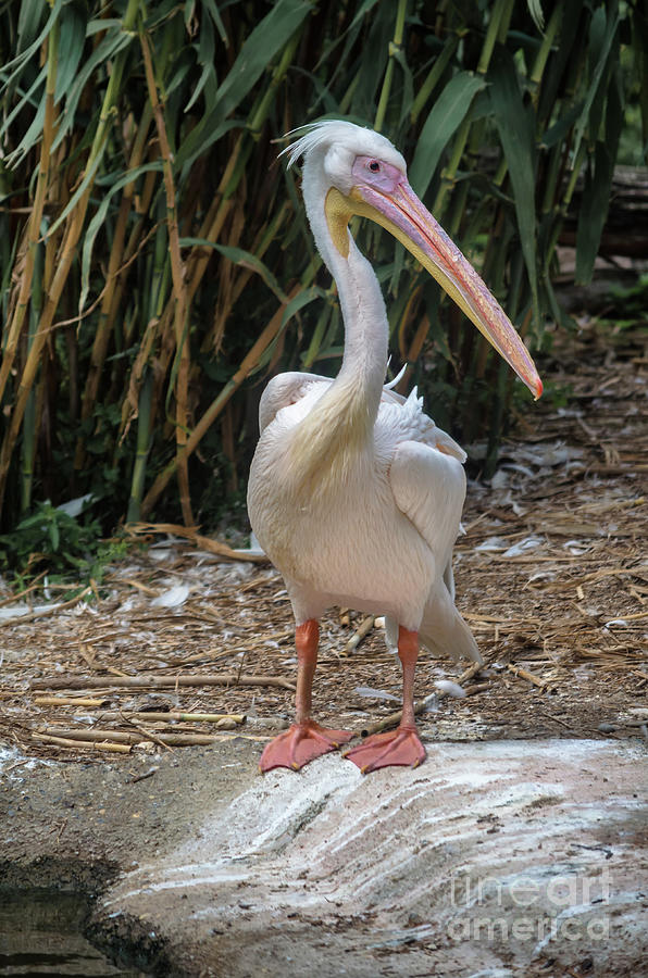 Standing Pelican Photograph by Michelle Meenawong
