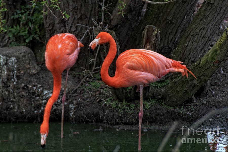 Standing Pink Flamingos Photograph by Doc Braham