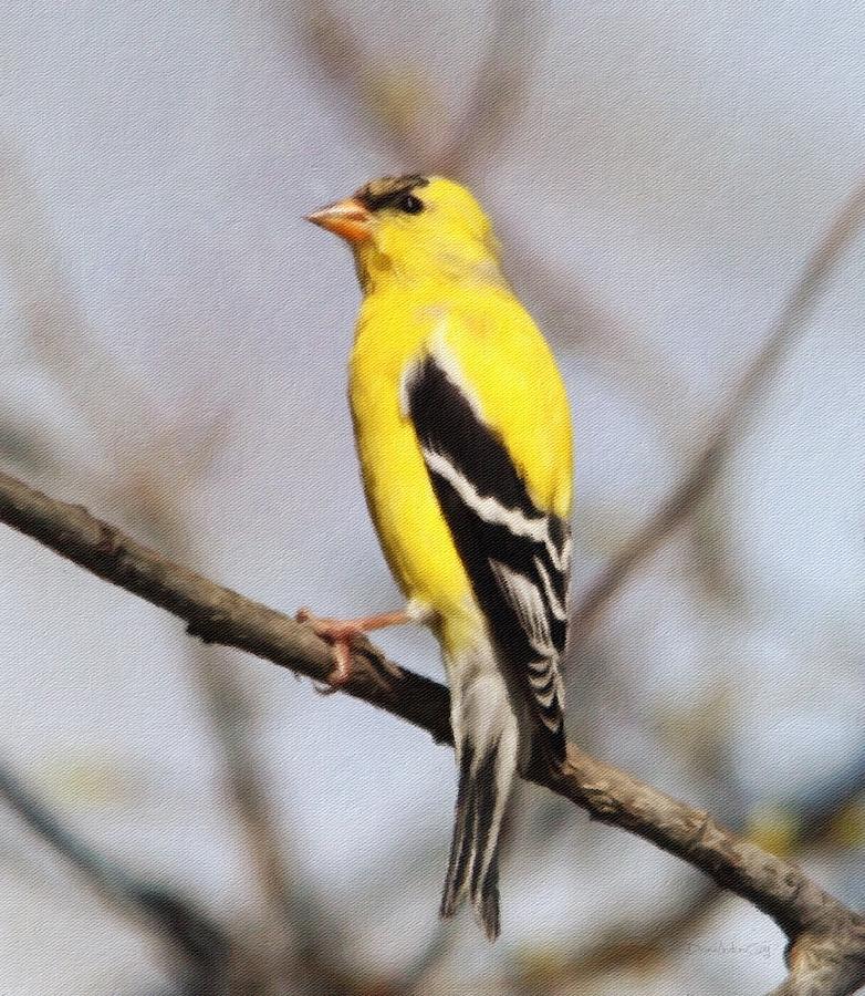 Standing Proud Goldfinch Photograph by Diane Lindon Coy