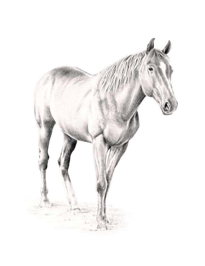 Standing Racehorse Drawing by Elizabeth Lock