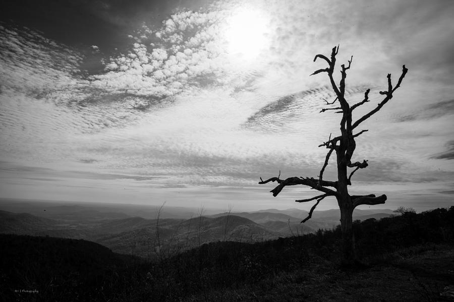 Tree Photograph - Standing by Ross Henton