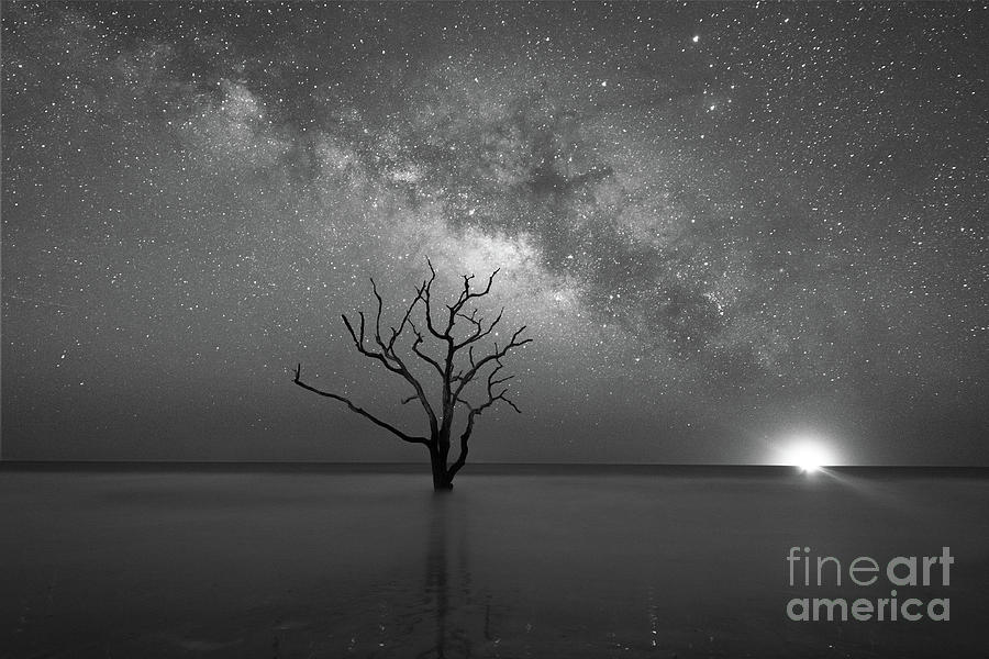 Tree Photograph - Standing Still BW by Michael Ver Sprill