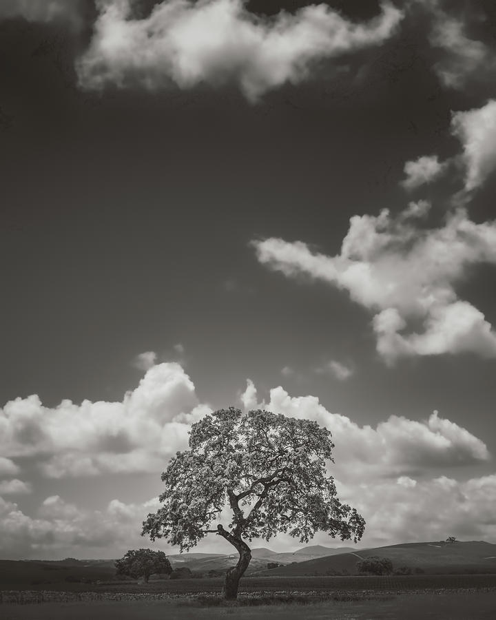 Tree Photograph - Standing Still by Joseph Smith