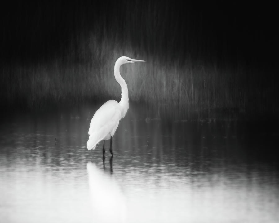 Bird Photograph - Standing Still by Michael McStamp