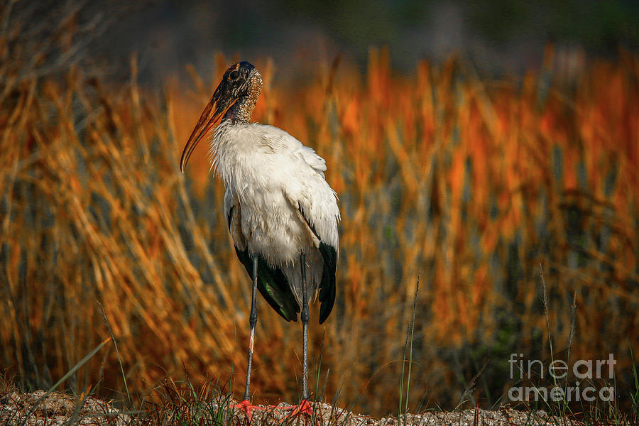 Standing Stork Photograph by Tom Claud