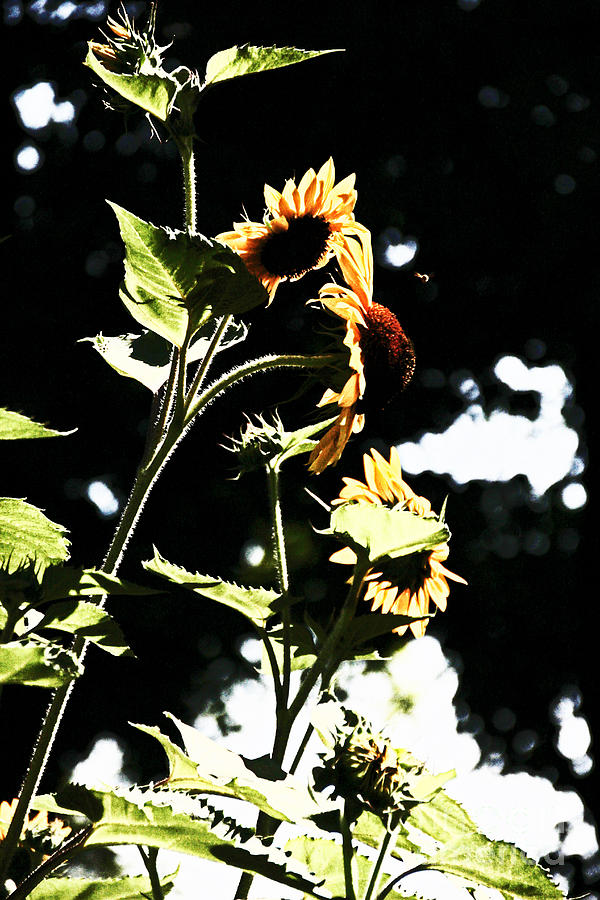 Standing Sunflower Photograph by David Frederick