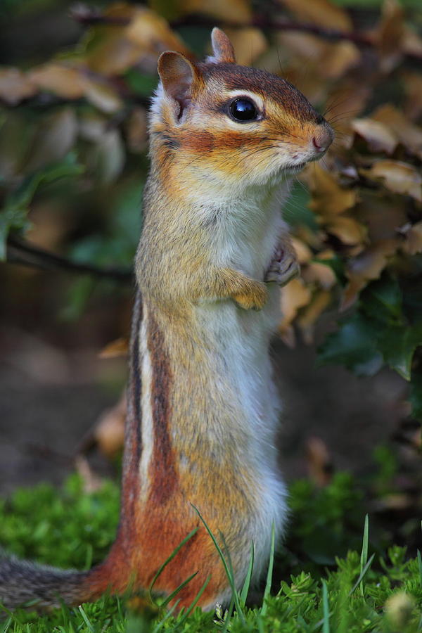 Standing Tall - Eastern Chipmunk Photograph by Bruce J Robinson
