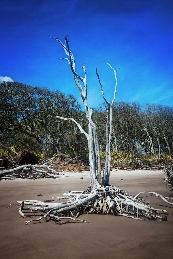 Standing Tall at Low Tide Photograph by Debra and Dave Vanderlaan