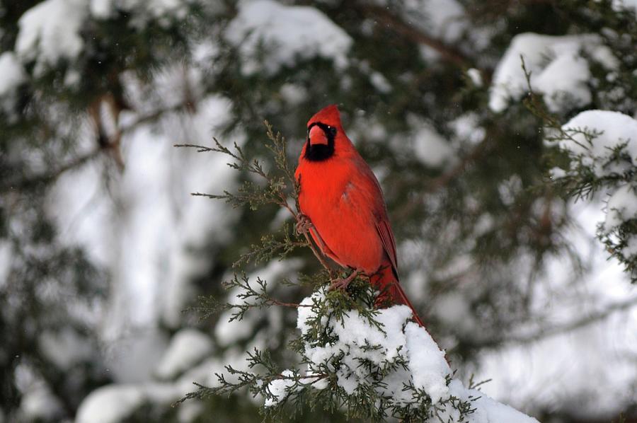 Standing Tall Cardinal Photograph by Carleen Williams | Fine Art America