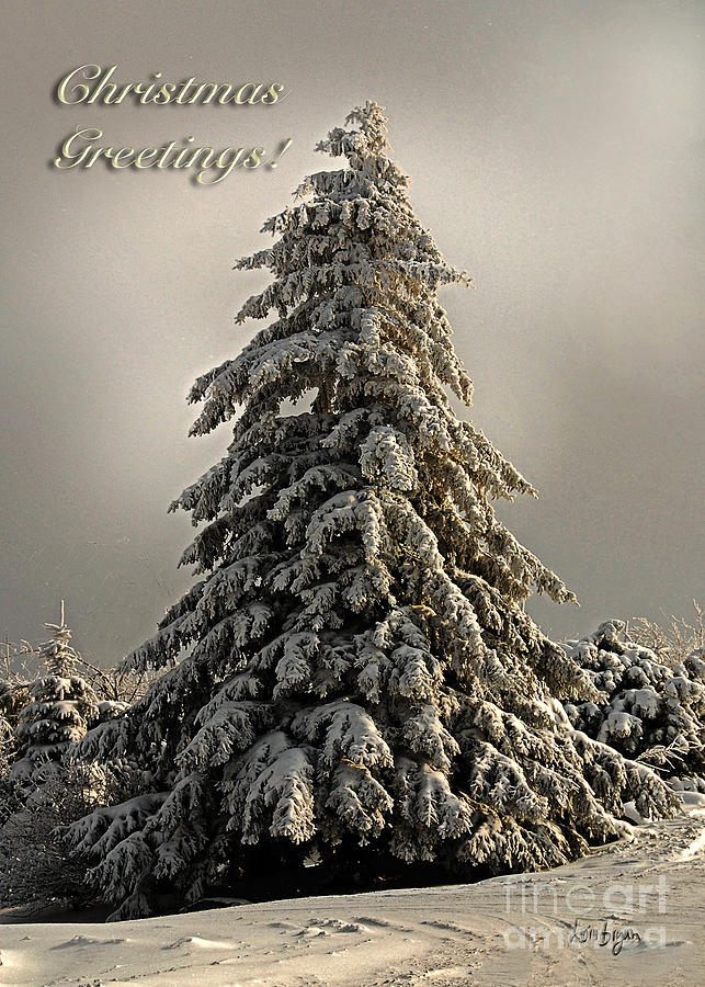Christmas Photograph - Standing Tall Christmas Card by Lois Bryan
