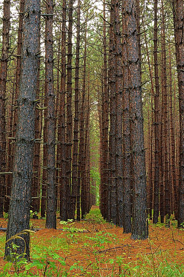 Tree Photograph - Standing Tall - Hills Creek State Park by Joel E Blyler