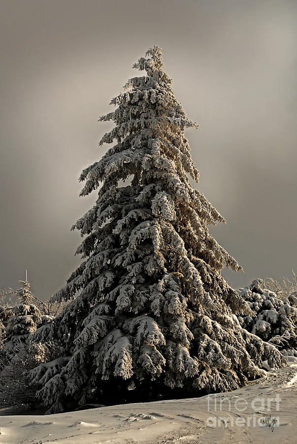 Winter Photograph - Standing Tall by Lois Bryan