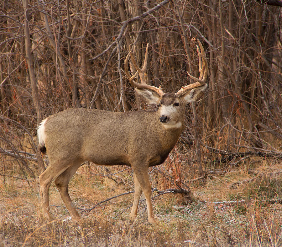 Standing Tall Mr Mule Deer Photograph by Ian Thompson - Fine Art America