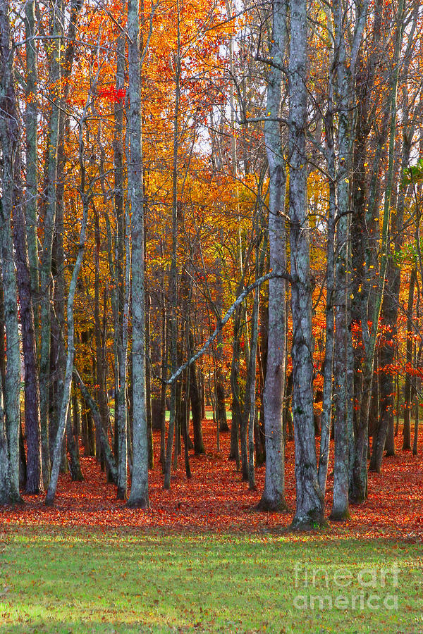 Standing Tall on the Natchez Trace Photograph by T Lowry Wilson