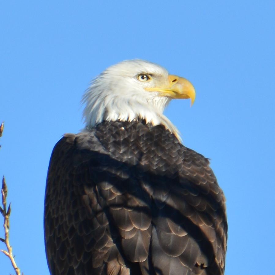 Standing Tall Photograph by Roy Hansen | Fine Art America