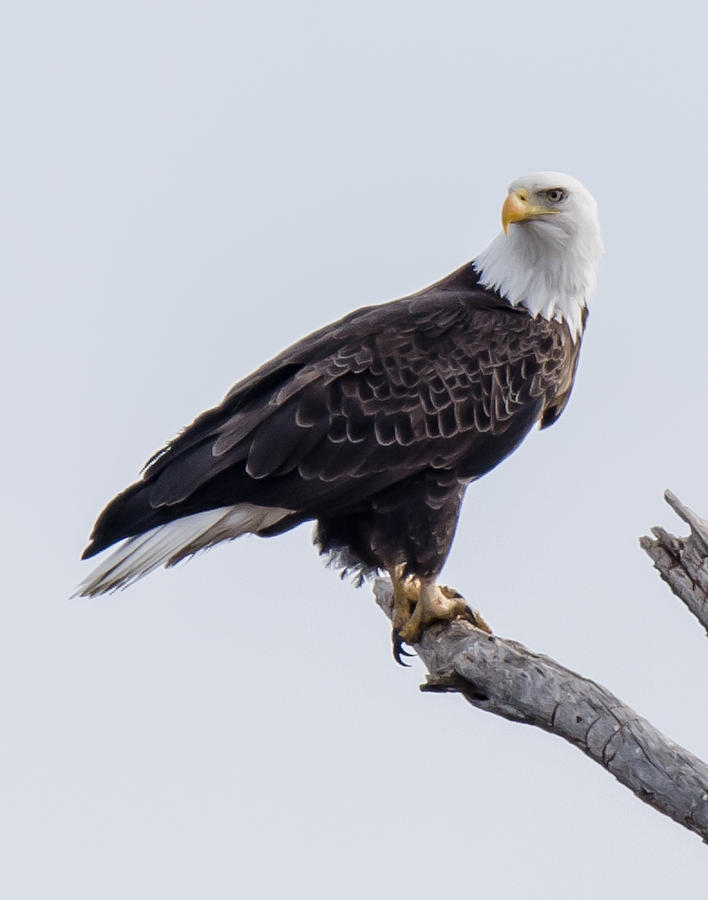 Standing Tall Photograph by Steve Marler - Fine Art America