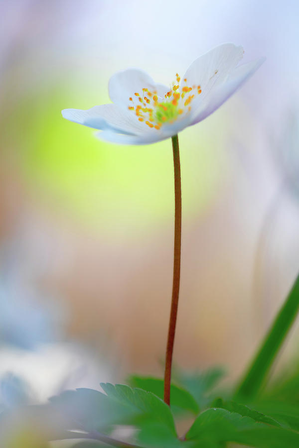 Standing Tall With Pride - Wood Anemone Wild Flower Photograph by Dirk Ercken